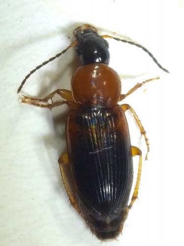 Réf. 233 357 : Stenolophus teutonus